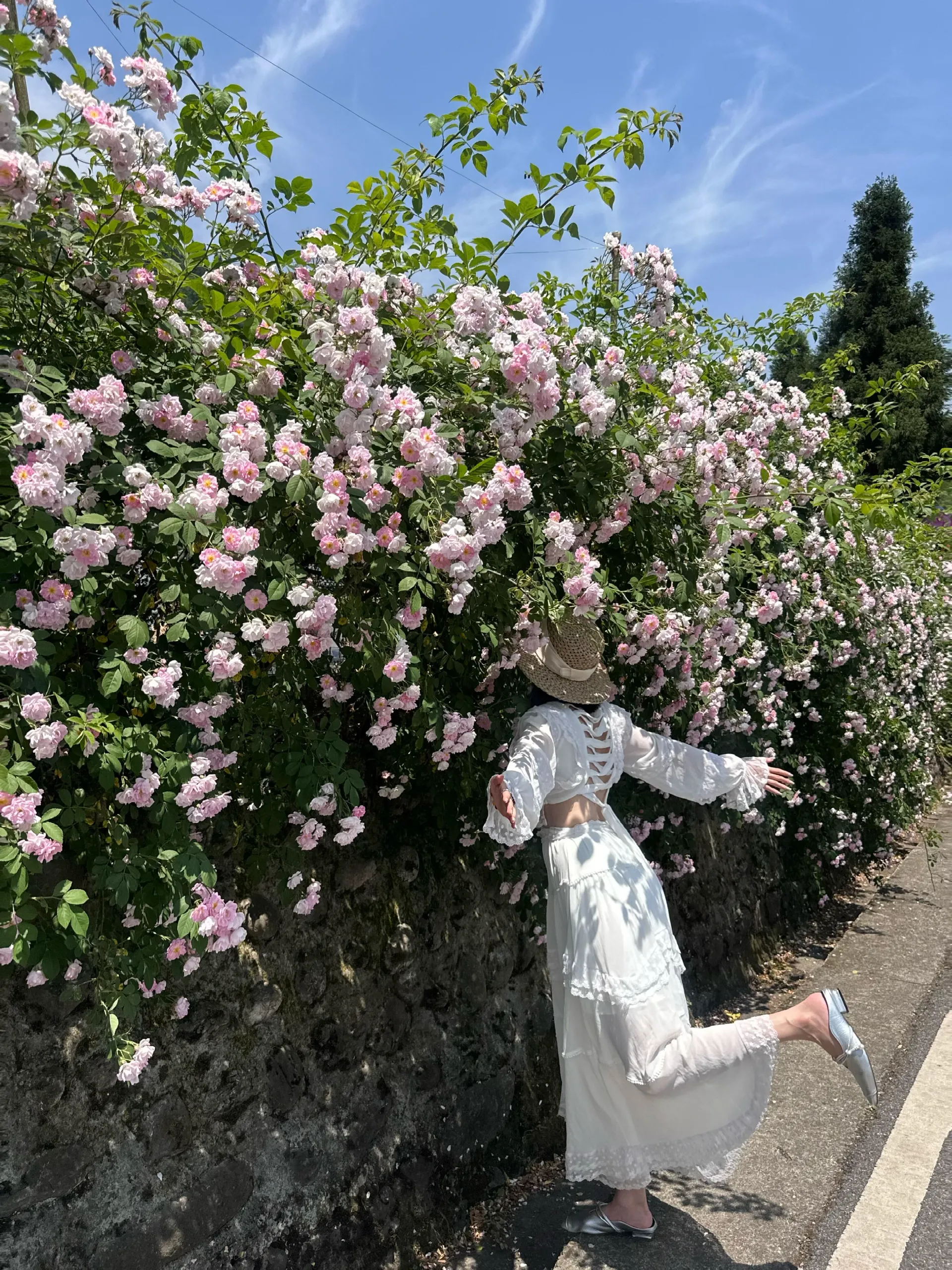 春赏蔷薇