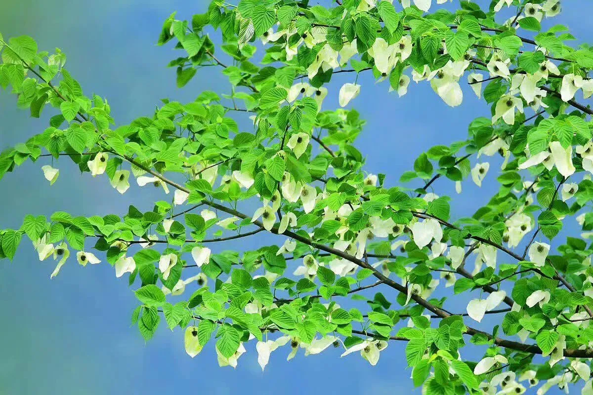 珍稀植物资源