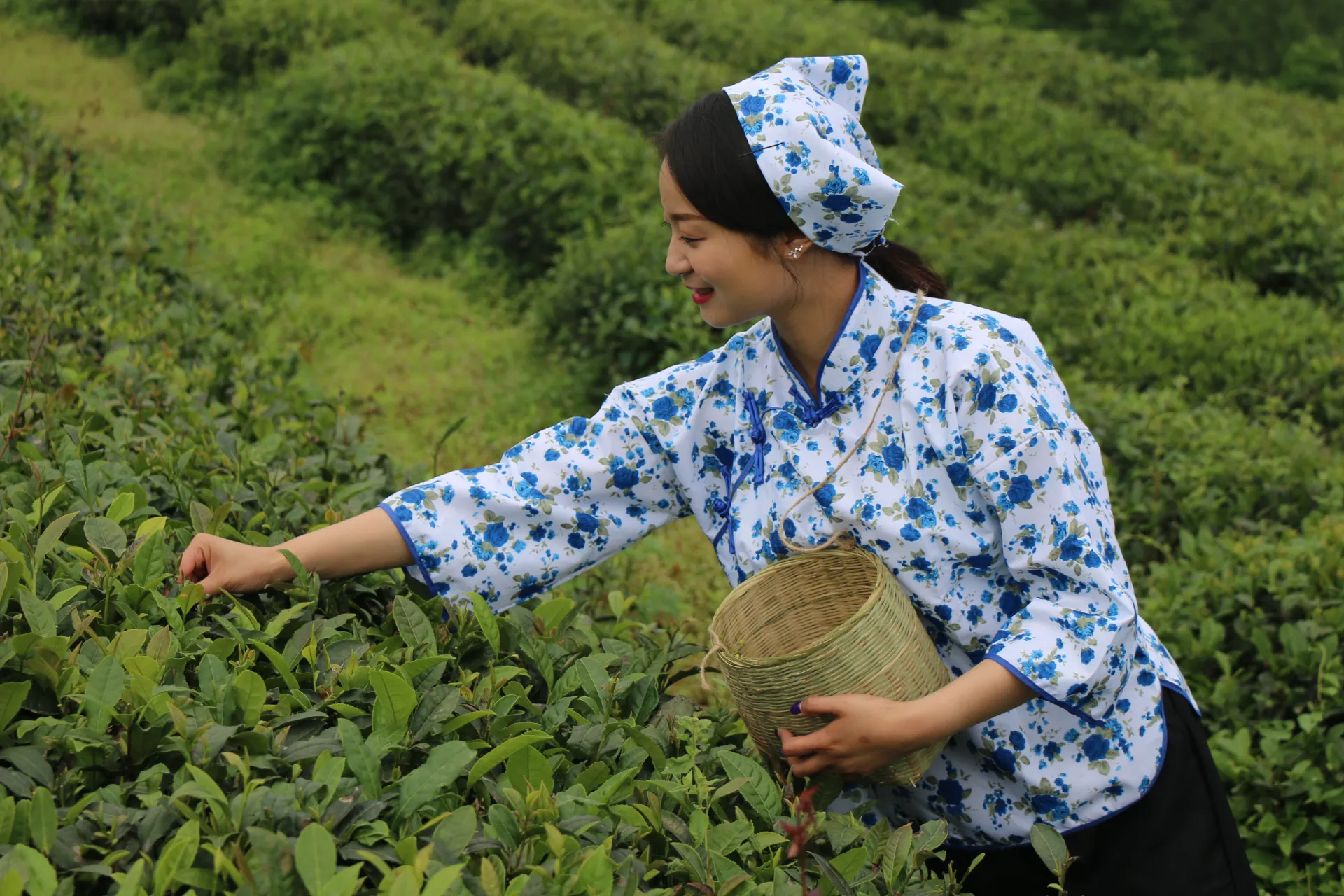 茶叶采摘
