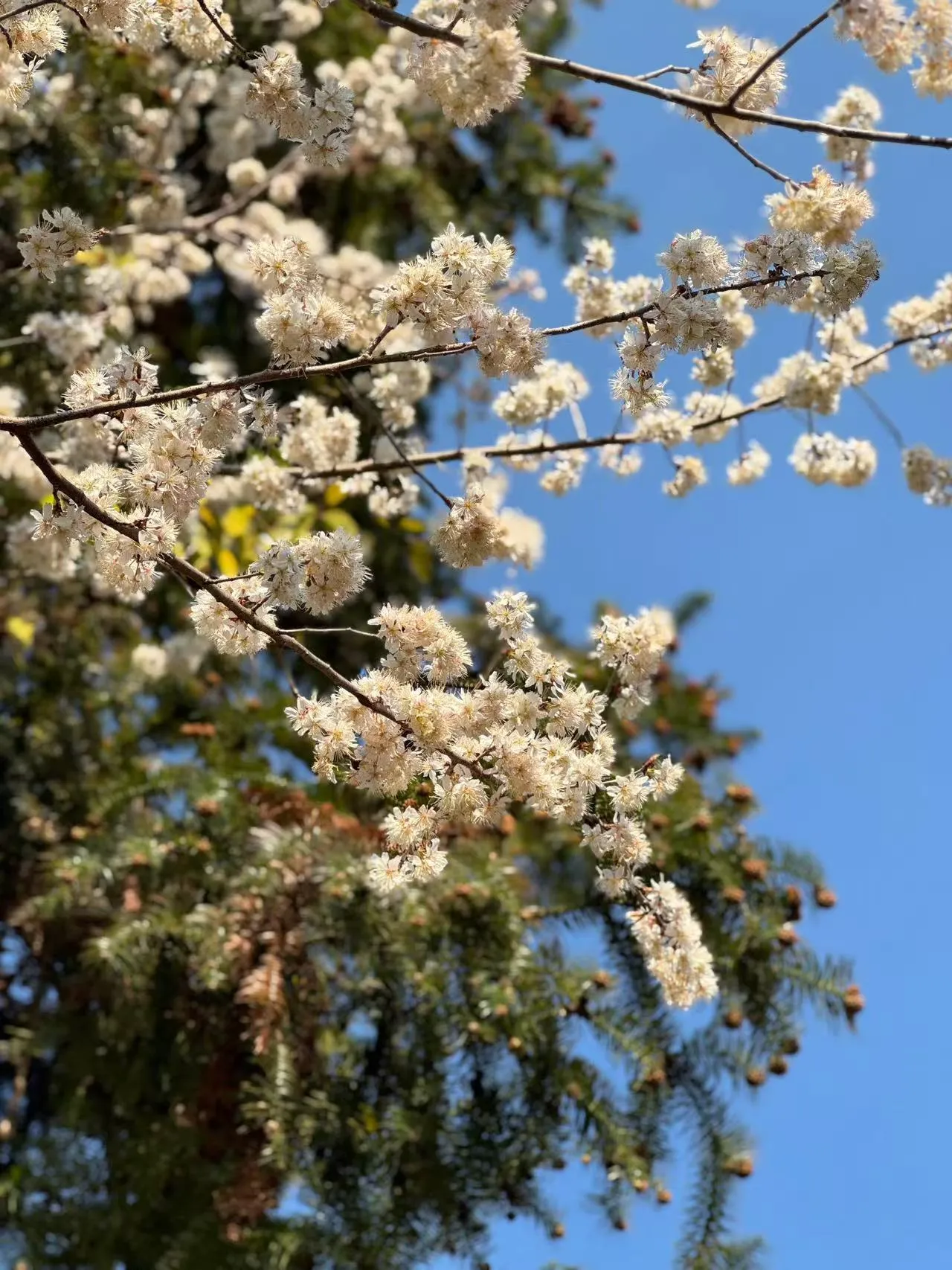 野樱花