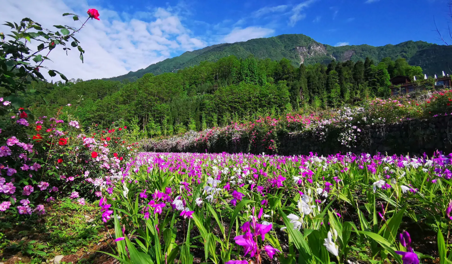 中药白芨
